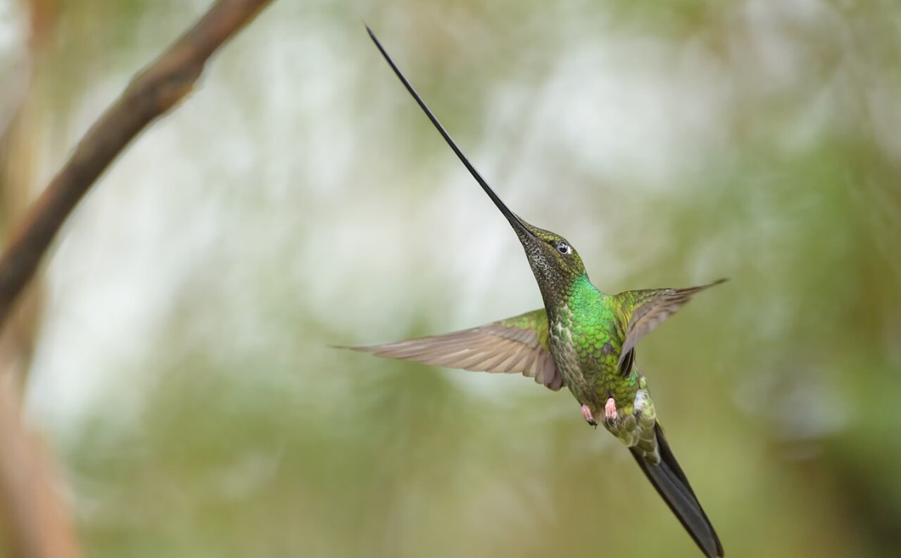 پرندهای که نوکش از خودش بلندتر است