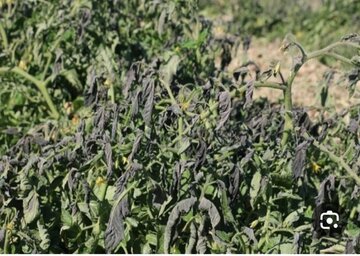 تمهیدات لازم برای کاهش خطر سرمازدگی محصولات کشاورزی در هرمزگان تمهیدات لازم برای کاهش خطر سرمازدگی محصولات کشاورزی در هرمزگان