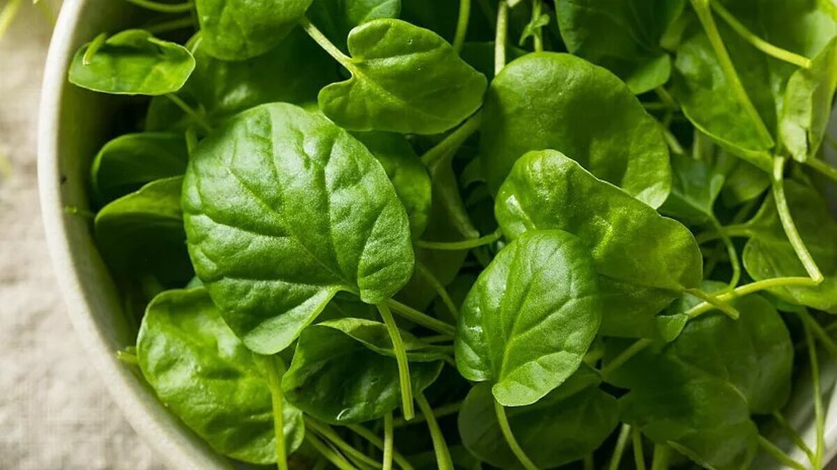 سالمترین و مغذیترین ماده غذایی جهان