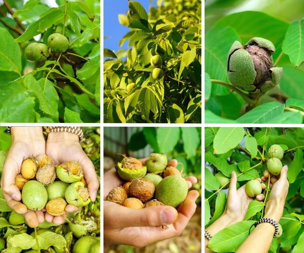 خرید نهال گردوی اصلاح شده ضمانتی فقط با ۴۷ هزار به مناسبت روز پدر