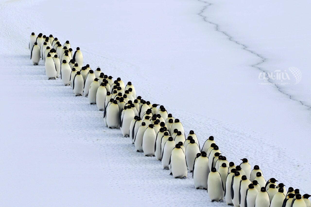 عکس | بامزهترین صف دنیا برای پریدن امپراتورها در دریا؛ تصویری پربیننده از عکاس ژاپنی