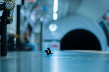 عکس | دعوای دو موش در ایستگاه مترو عکس | دعوای دو موش در ایستگاه مترو