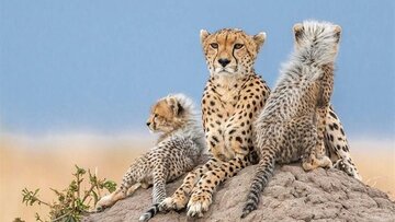 توله یوزپلنگهای آسیایی پارک ملی توران تعیین جنسیت شدند توله یوزپلنگهای آسیایی پارک ملی توران تعیین جنسیت شدند