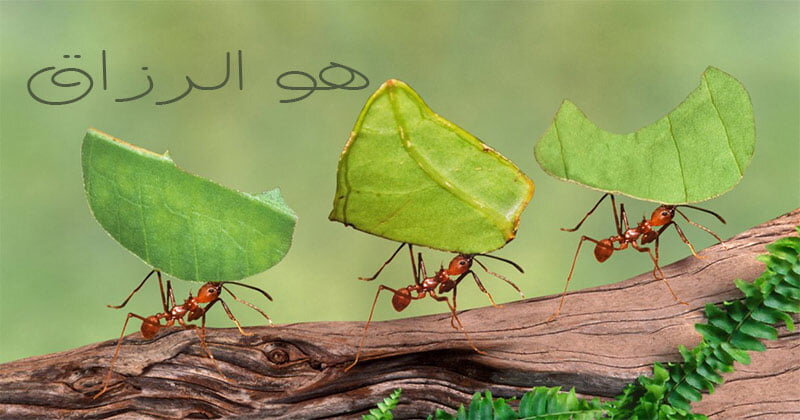 روزی خودش به سراغمان می‌آید یا باید دنبالش بدویم؟