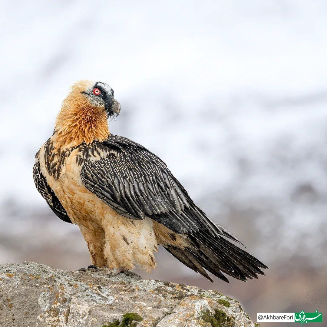 عکس | تصویری جدید از همای سعادت در ارتفاعات الموت