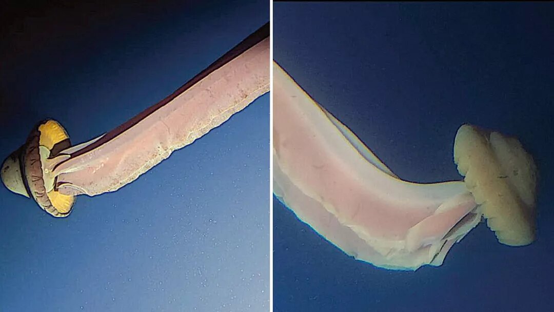 شبح غولپیکر در اعماق اقیانوس/ موجود اسرارآمیز که بچههایش از دهانش به دنیا میآیند