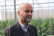 ۸ هکتار گلخانه در دهه فجر به بهره برداری می رسد
