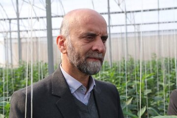 ۸ هکتار گلخانه در دهه فجر به بهره برداری می رسد ۸ هکتار گلخانه در دهه فجر به بهره برداری می رسد