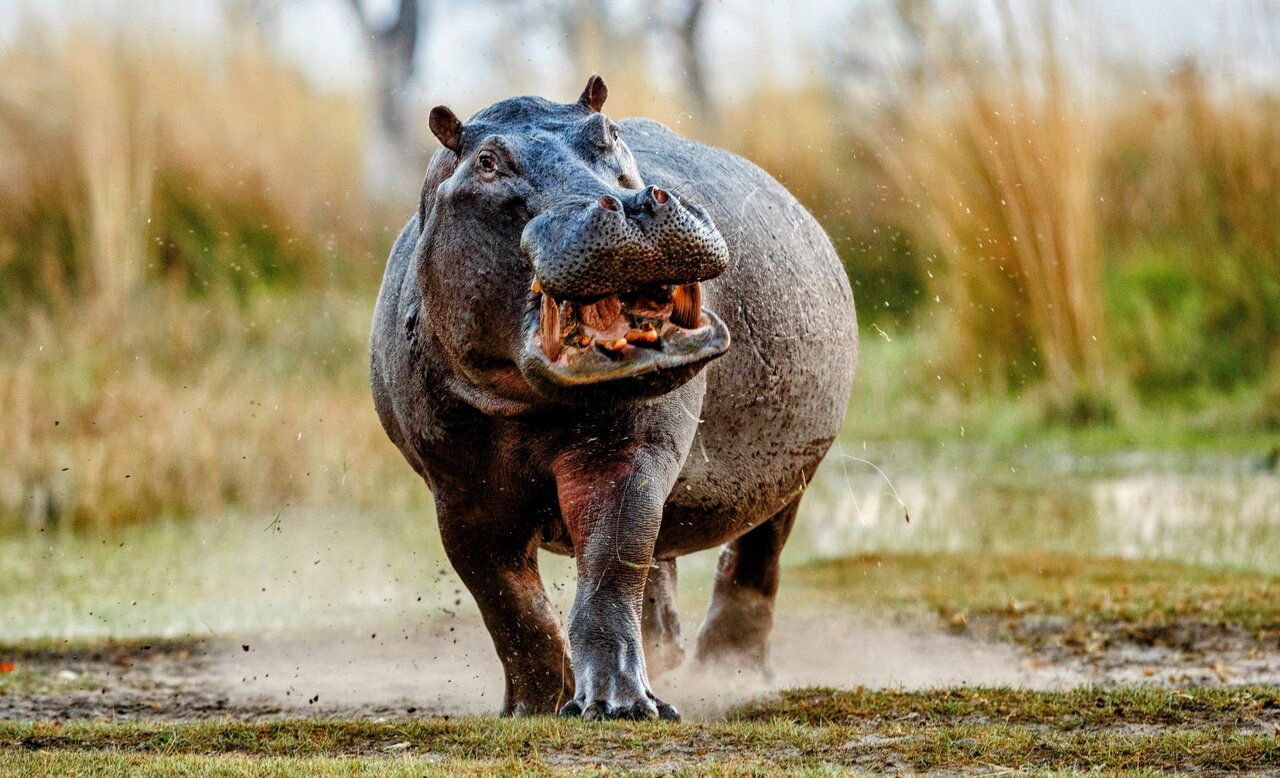 خویشاوند باورنکردنی نهنگ که در خشکی زندگی میکند