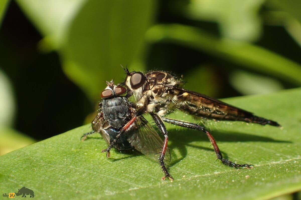 مگس راهزن؛ باهوشترین حشره دنیا