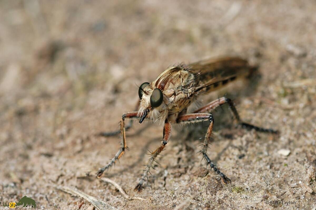 مگس راهزن؛ باهوشترین حشره دنیا