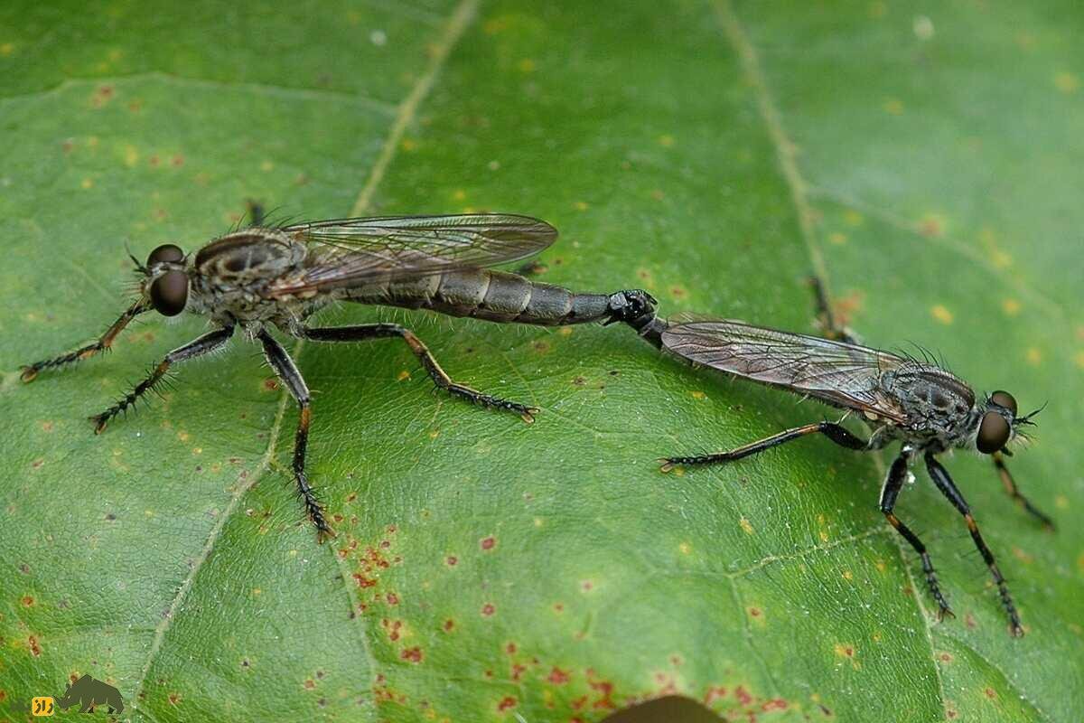 مگس راهزن؛ باهوشترین حشره دنیا