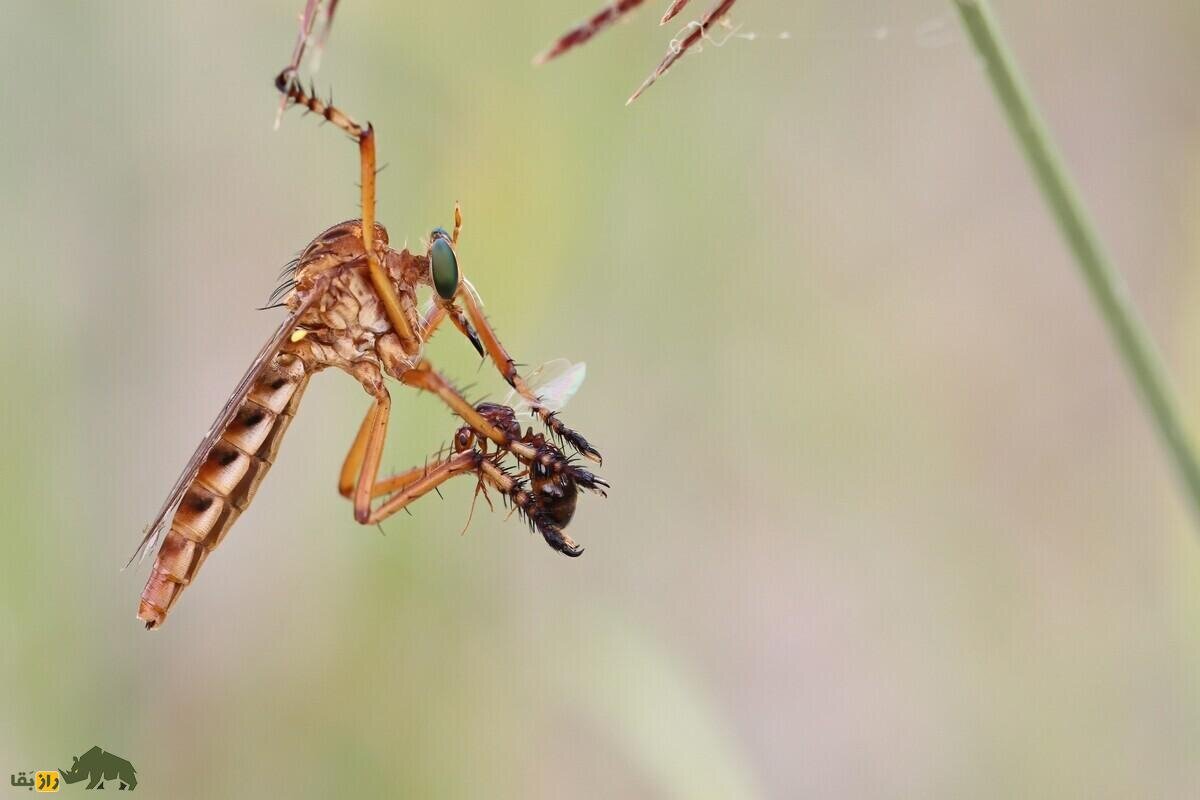 مگس راهزن؛ باهوشترین حشره دنیا