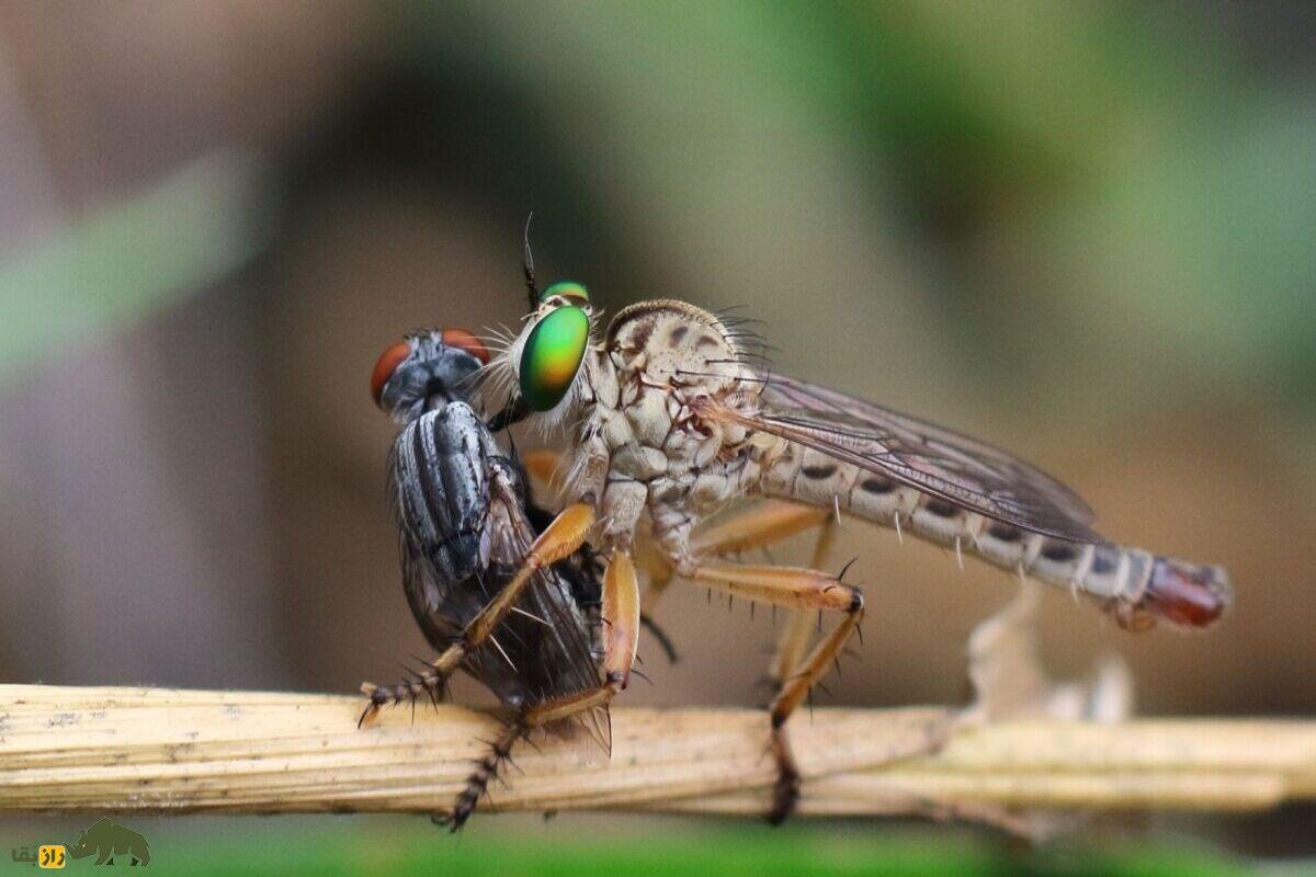 مگس راهزن؛ باهوشترین حشره دنیا