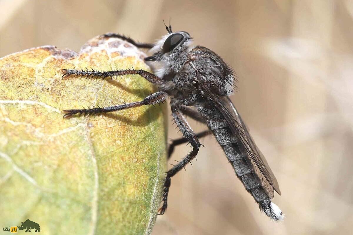 مگس راهزن؛ باهوشترین حشره دنیا