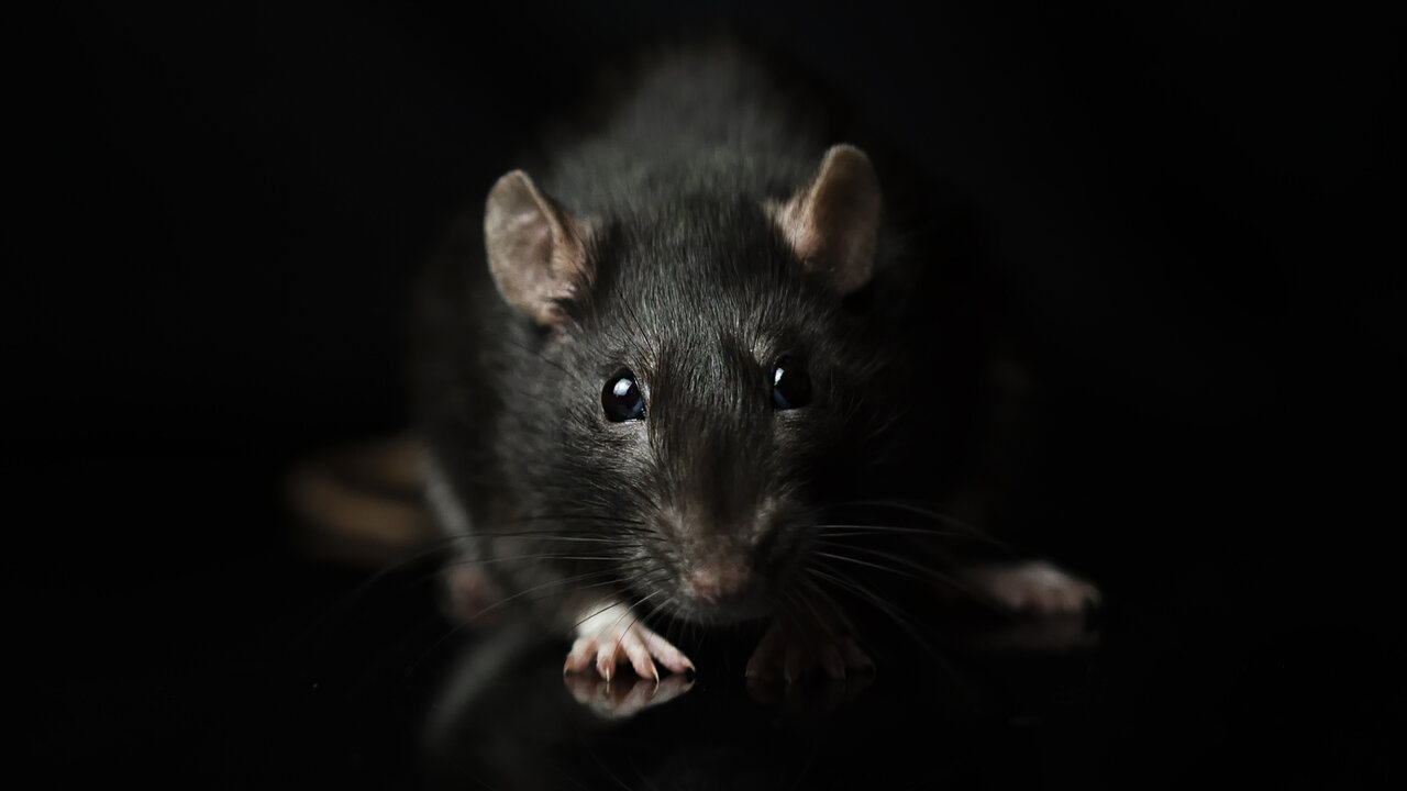 موشها هوش مصنوعی را شکست دادند!