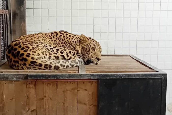 نظر دامپزشکان درباره حال پلنگ دماوند؛ تلاشها ادامه دارد اما حالش خوب نیست