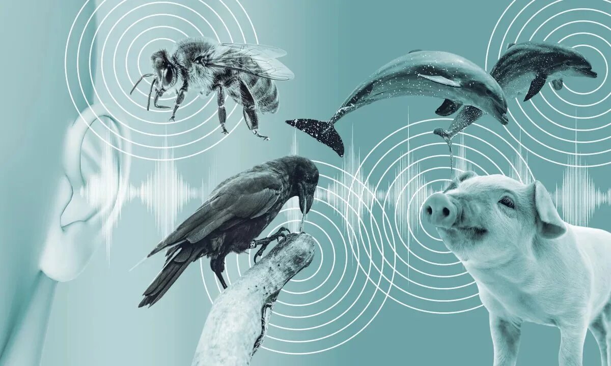 هوش مصنوعی صحبت با حیوانات را ممکن میکند!