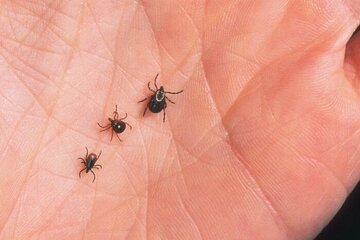 راه حل خلاص شدن از شر انگلهای خونخوار راه حل خلاص شدن از شر انگلهای خونخوار