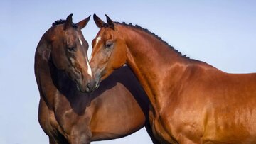 حیوانات هم عاشق میشوند؟ حیوانات هم عاشق میشوند؟