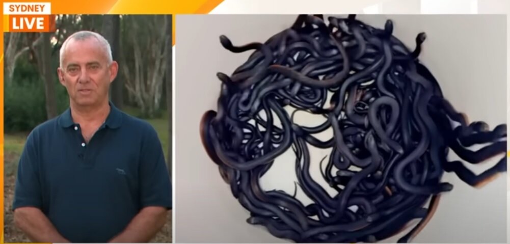 گیرانداختن ۱۰۲ مار در یک خانه/ هشدار! دیدن عکسها برای همه مناسب نیست