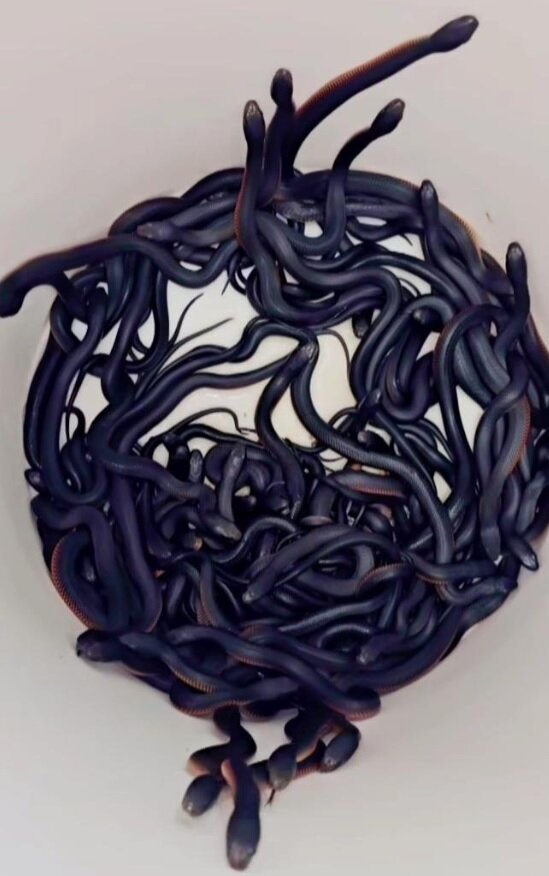 گیرانداختن ۱۰۲ مار در یک خانه/ هشدار! دیدن عکسها برای همه مناسب نیست