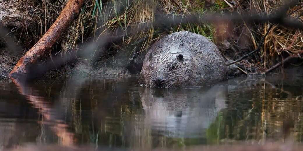 سگهای آبی، یک سد ۱.۲ میلیون دلاری ساختند