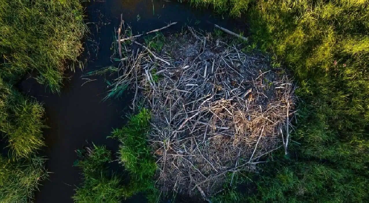 سگهای آبی، یک سد ۱.۲ میلیون دلاری ساختند