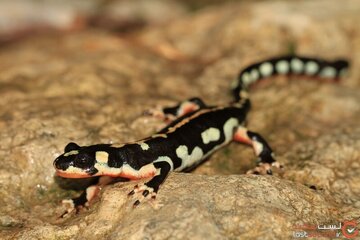 حفاظت از زیستگاههای سمندر لرستانی در صدر برنامه های اداره کل محیط زیست حفاظت از زیستگاههای سمندر لرستانی در صدر برنامه های اداره کل محیط زیست