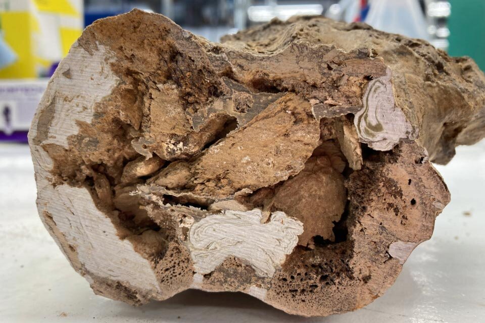 کشف مولکولهای حیرتانگیز در فسیل دایناسور ۶۶ میلیون ساله