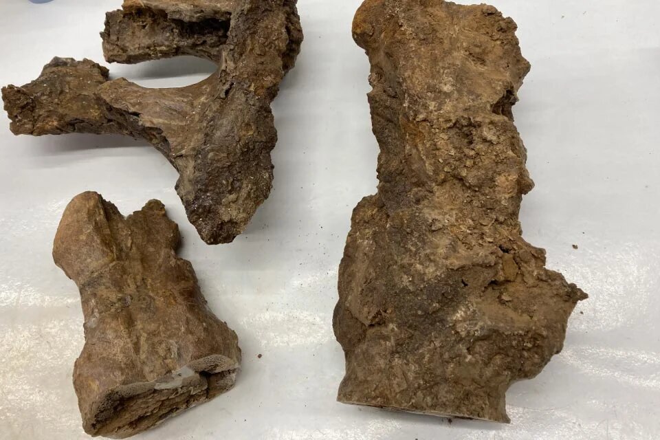 کشف مولکولهای حیرتانگیز در فسیل دایناسور ۶۶ میلیون ساله