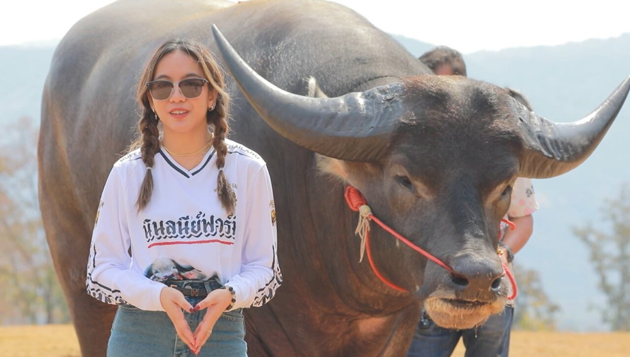 کینگکنگ، بزرگترین گاومیش آبی جهان/ عکس