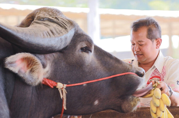 کینگکنگ، بزرگترین گاومیش آبی جهان/ عکس