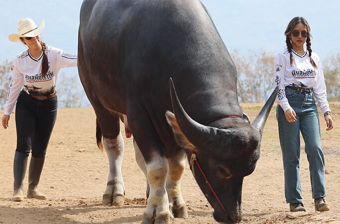 کینگکنگ، بزرگترین گاومیش آبی جهان/ عکس