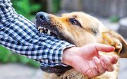 ببینید | حمله سگ ولگرد به کودک مرندی