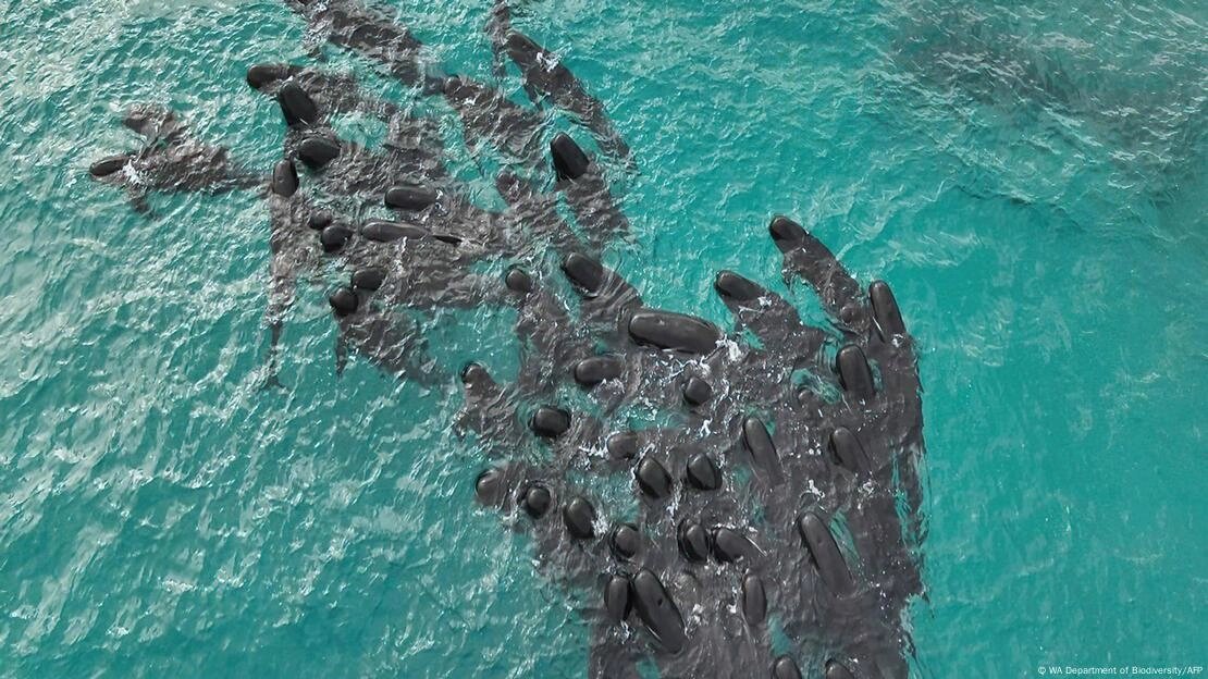 به گل نشستن بیش از ۱۵۰ نهنگ قاتل در استرالیا؛ علت خودکشی نهنگها چیست؟