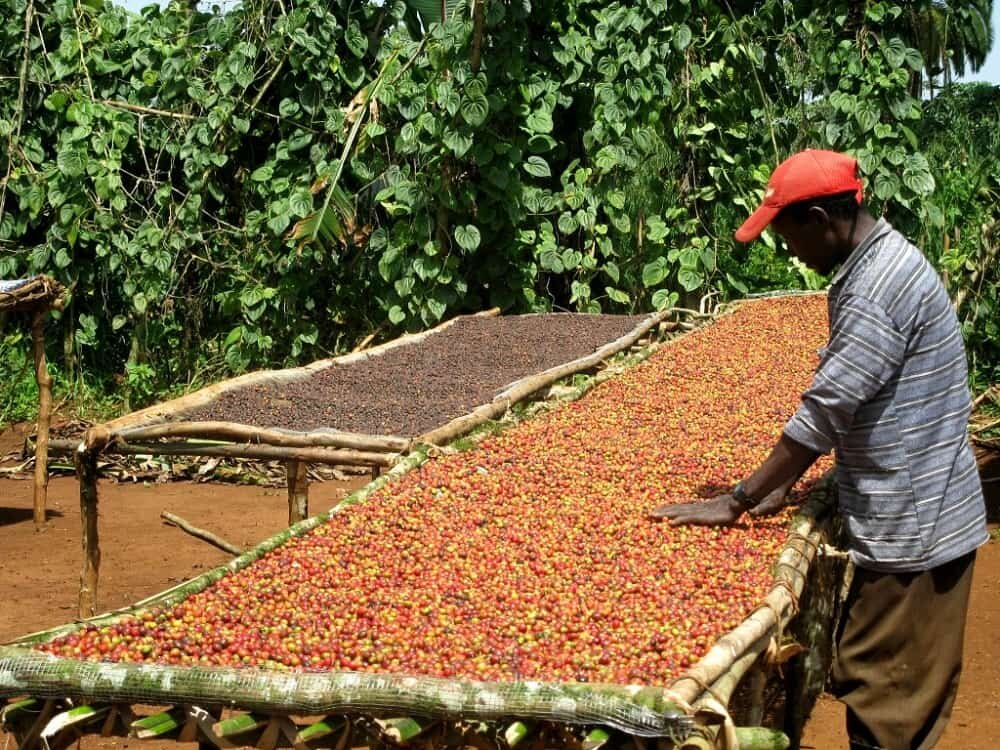 قیمت قهوه دو برابر شد/ نرخهای جدید رکورد ۵۰ ساله قیمت این نوشیدنی را شکست