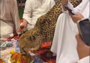 ببینید | هم‌غذا شدن پلنگ با چند مرد عرب!