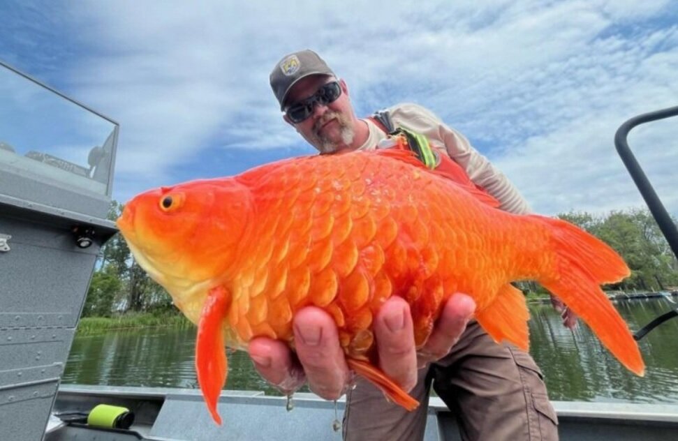 پیدا شدن ماهی قرمز غولپیکر در رودخانهای خبرساز شد/ عکس