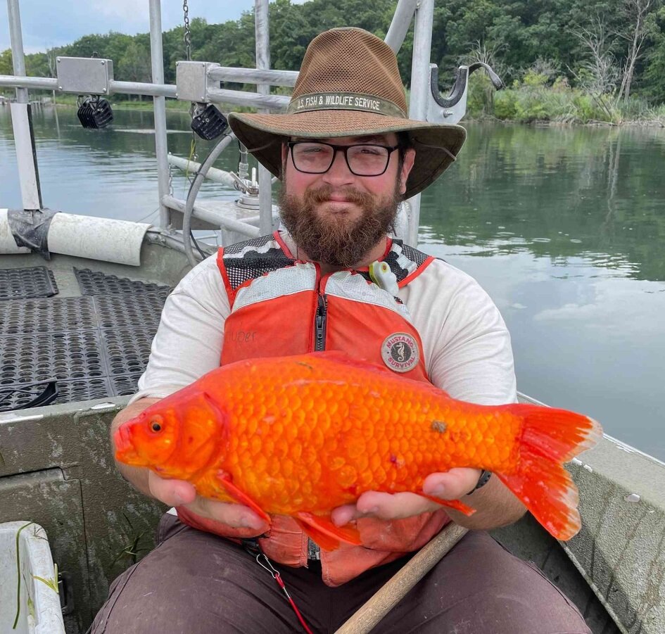 پیدا شدن ماهی قرمز غولپیکر در رودخانهای خبرساز شد/ عکس