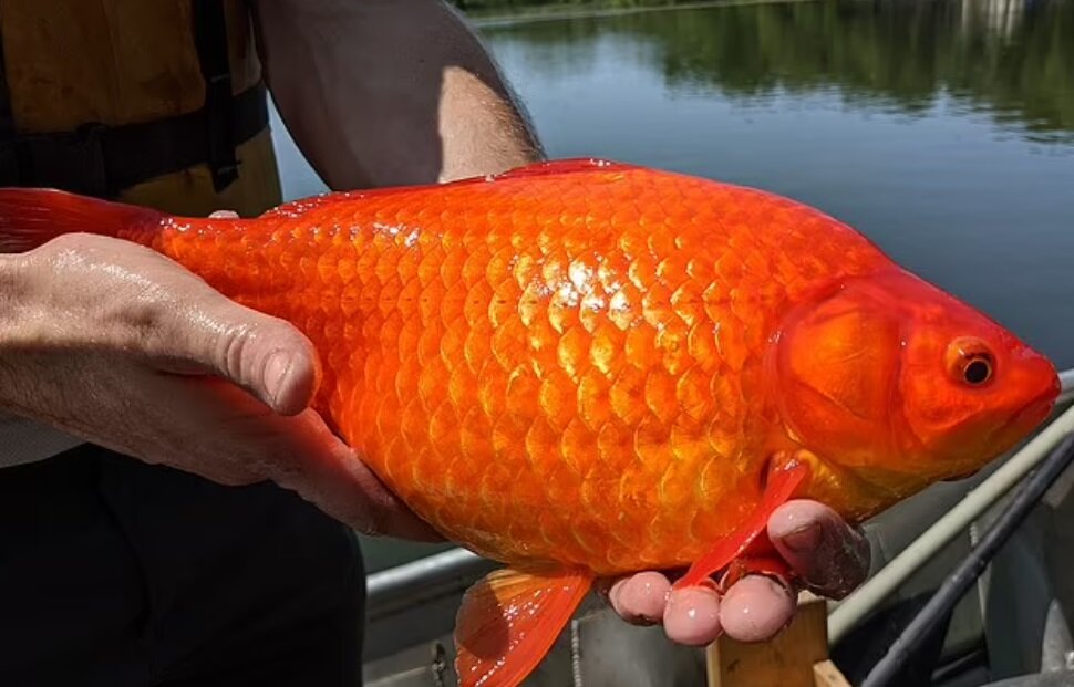 پیدا شدن ماهی قرمز غولپیکر در رودخانهای خبرساز شد/ عکس