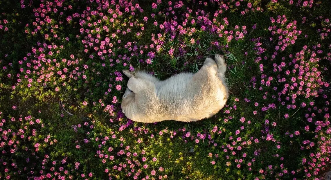 جایزه ۲۰۰۰ هزار یورویی عکس طبیعت ۲۰۲۴ به چه کسانی رسید؟/ پانزده اثر برتر