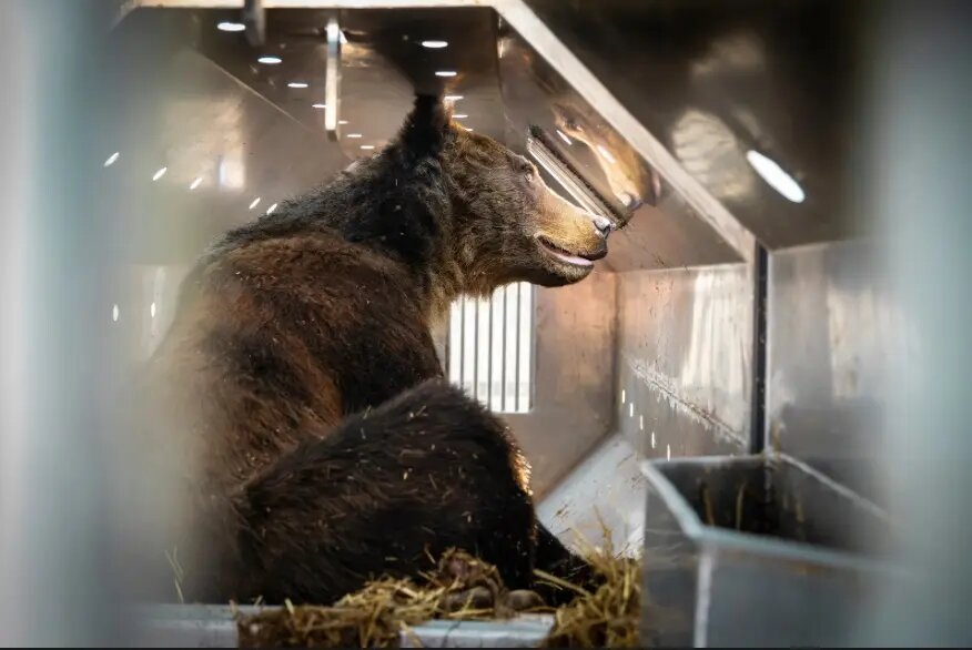 جایزه ۲۰۰۰ هزار یورویی عکس طبیعت ۲۰۲۴ به چه کسانی رسید؟/ پانزده اثر برتر