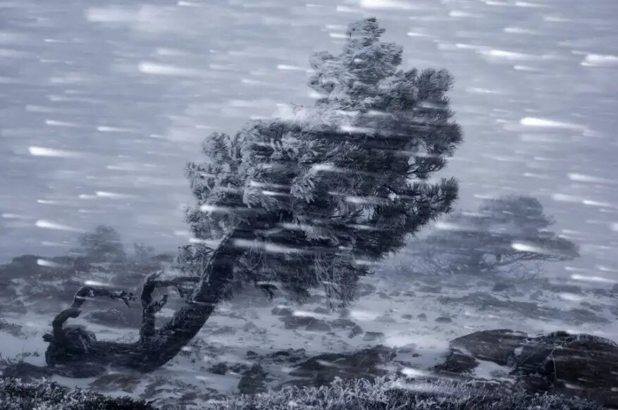 جایزه ۲۰۰۰ هزار یورویی عکس طبیعت ۲۰۲۴ به چه کسانی رسید؟/ پانزده اثر برتر