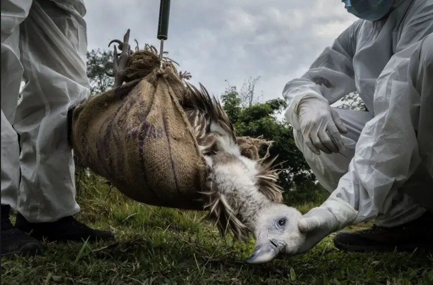 جایزه ۲۰۰۰ هزار یورویی عکس طبیعت ۲۰۲۴ به چه کسانی رسید؟/ پانزده اثر برتر