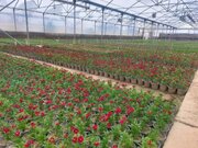 کاشت ۳.۵ میلیون بوته گل در ارومیه همزمان با فراررسیدن نوروز