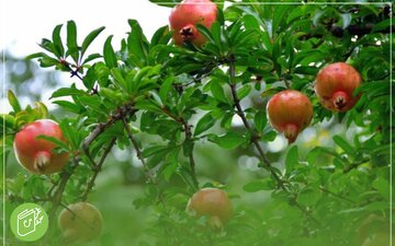چگونه درخت انار ترش را شیرین کنیم؟ ۵ مرحله برای بهبود طعم انار