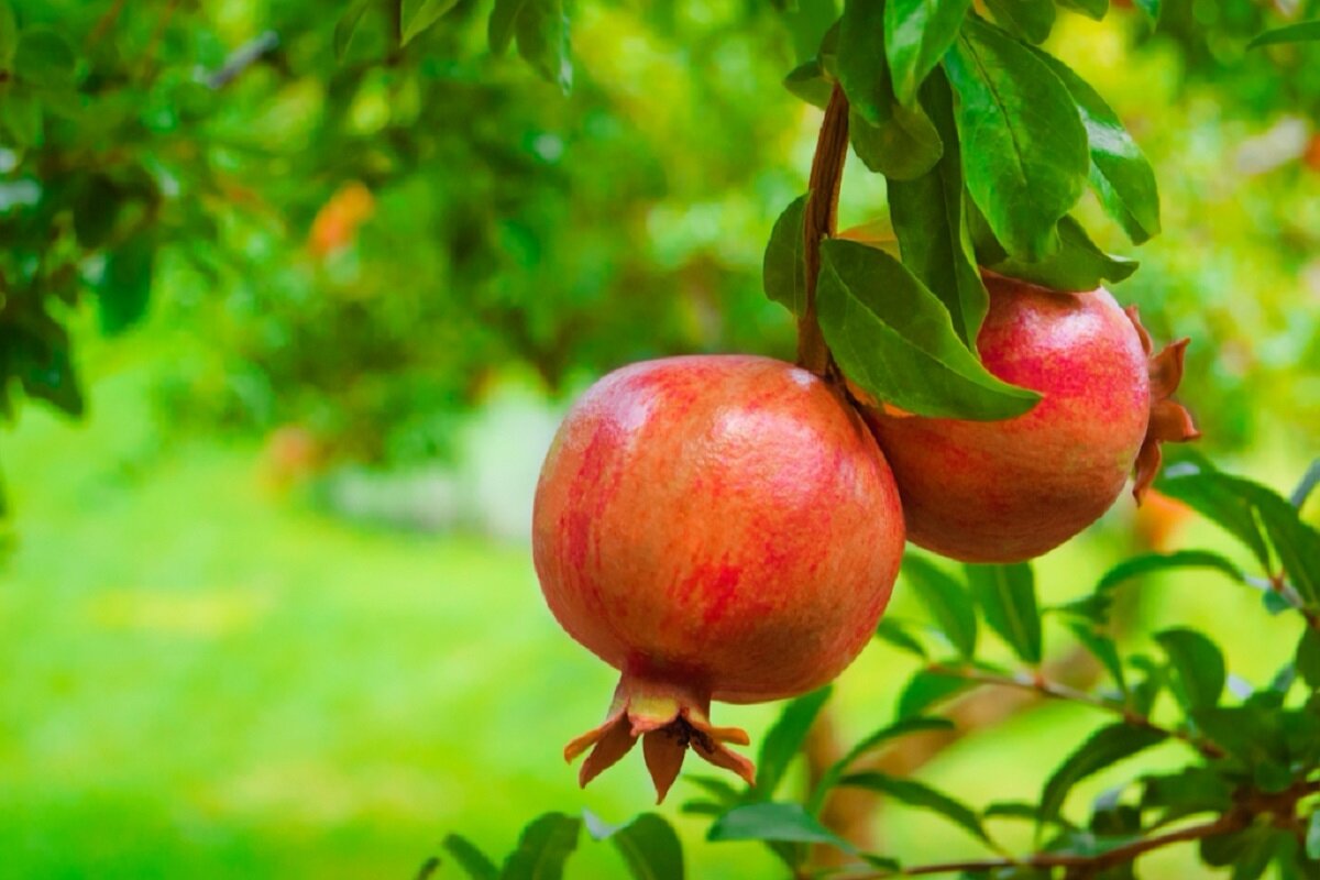 چگونه درخت انار ترش را شیرین کنیم؟ ۵ مرحله برای بهبود طعم انار
