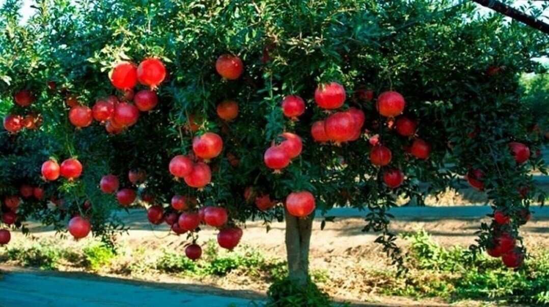چگونه درخت انار ترش را شیرین کنیم؟ ۵ مرحله برای بهبود طعم انار