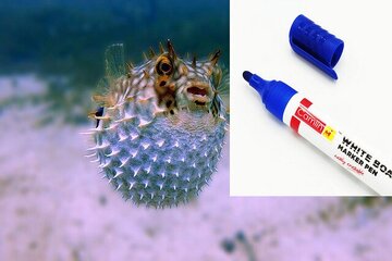 این ماژیک با سَم پر شده! این ماژیک با سَم پر شده!